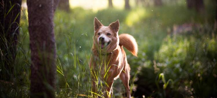 梦见死去的爱犬回来了是什么预兆